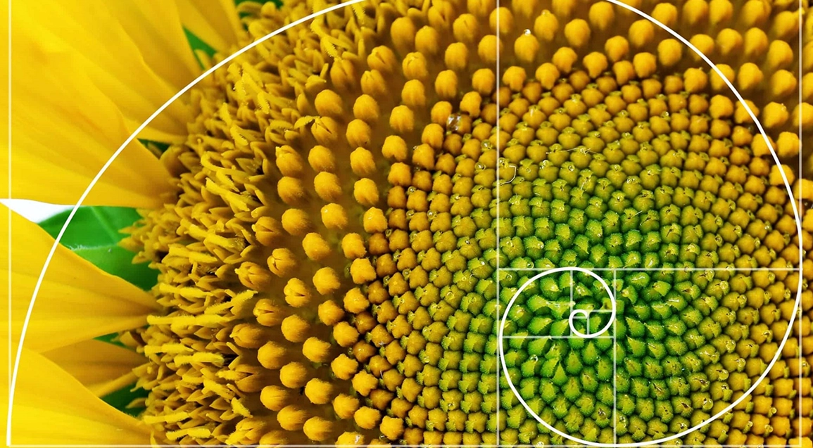 In Search Of the Golden Ratio: Nature’s Secret Formula Revealed