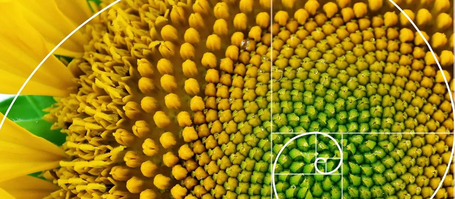 In-Search-Of-the-Golden-Ratio-Natures-Secret-Formula-Revealed-glass