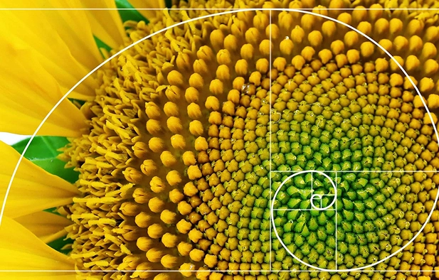 In Search Of the Golden Ratio: Nature’s Secret Formula Revealed